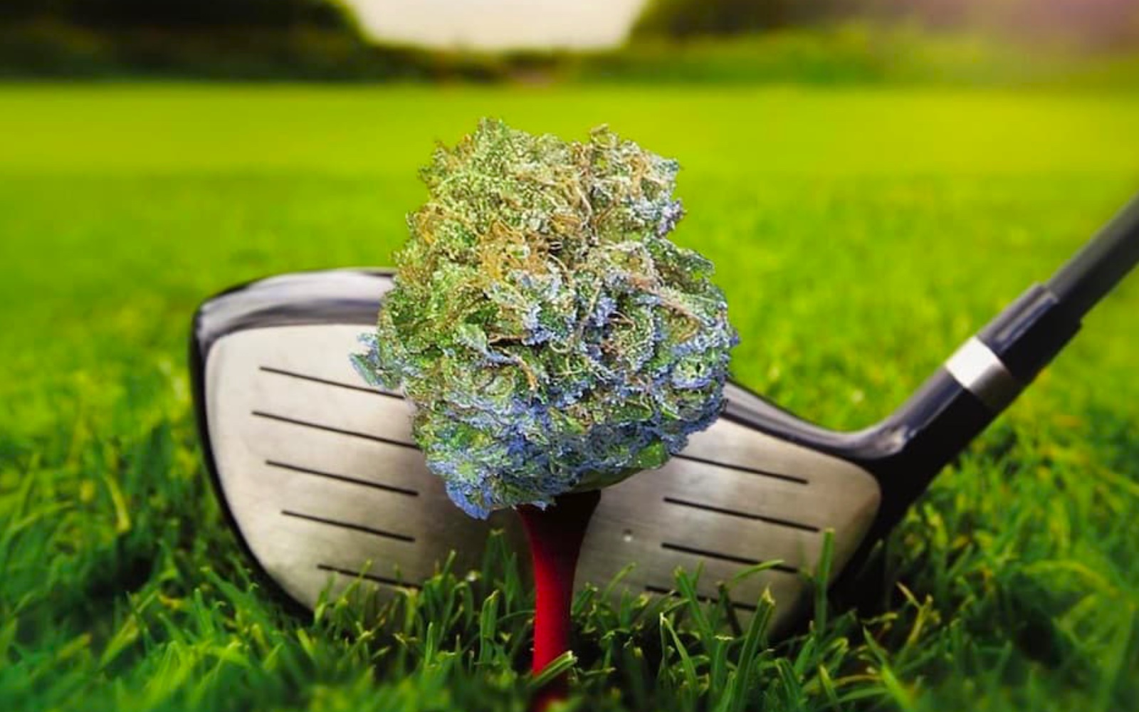 Por qué el cannabis y el golf son una combinación perfecta
